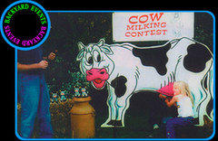 cow milking contest $399.00 DISCOUNTED PRICE cow milking contest $399.00 DISCOUNTED PRICE